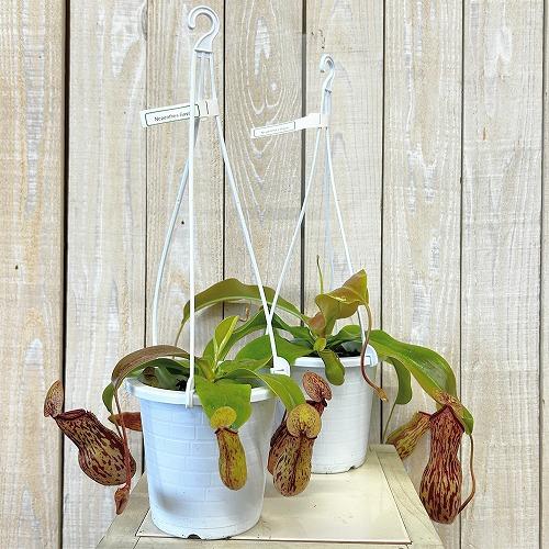 食虫植物 ウツボカズラ(ネペンテス ガヤ) 4号吊り鉢(白)(個体おまかせ1