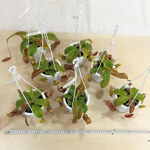 食虫植物 ウツボカズラ(ネペンテス ガヤ) 4号吊り鉢(白)(個体おまかせ1