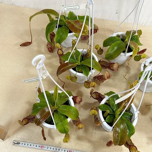食虫植物 ウツボカズラ(ネペンテス ガヤ) 4号吊り鉢(白)(個体おまかせ1