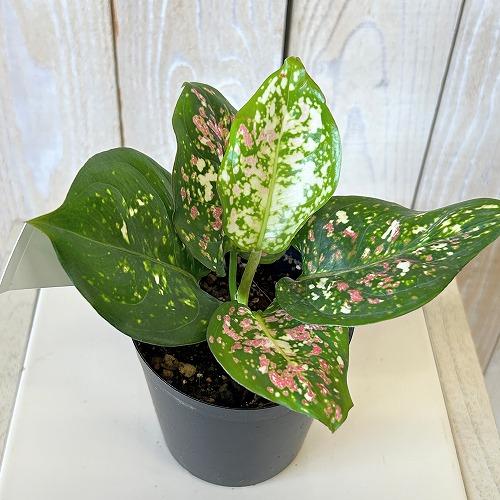 観葉植物 アグラオネマ アンヤマニートリカラー 3号硬質ポット(個体