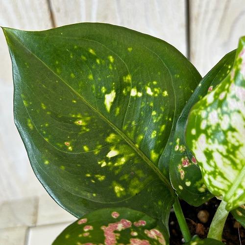 観葉植物 アグラオネマ アンヤマニートリカラー 3号硬質ポット(個体