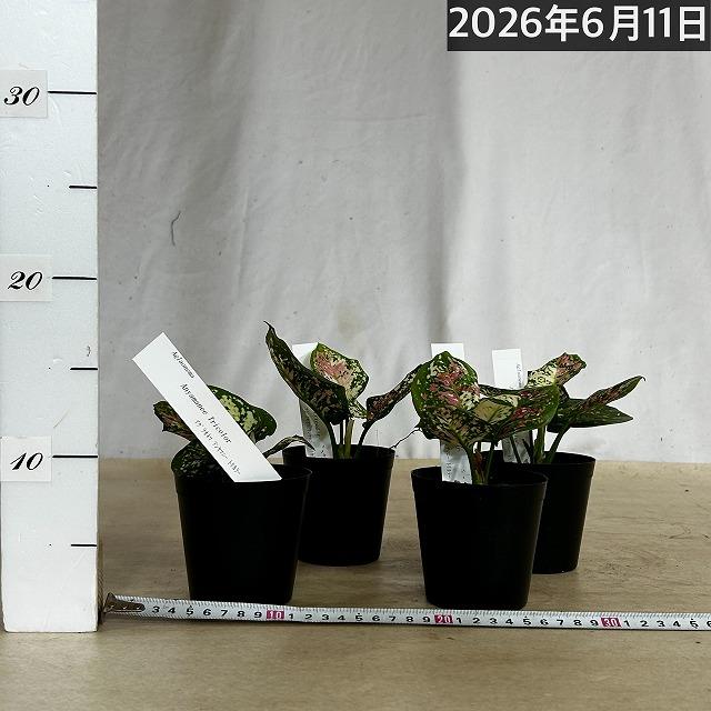 観葉植物 アグラオネマ アンヤマニートリカラー 3号硬質ポット(個体