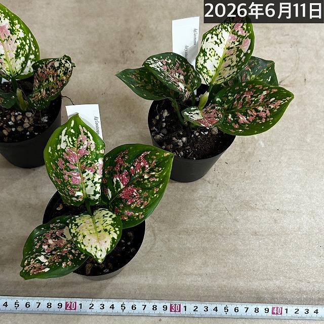 観葉植物 アグラオネマ アンヤマニートリカラー 3号硬質ポット(個体