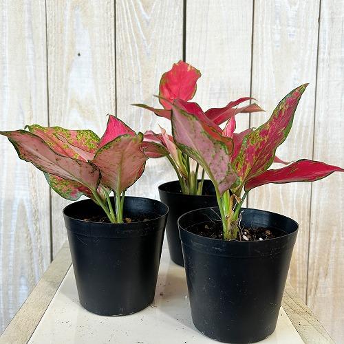 観葉植物 アグラオネマ マニールングレアング 3号硬質ポット(個体