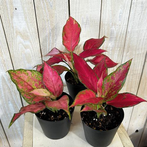 観葉植物 アグラオネマ マニールングレアング 3号硬質ポット(個体