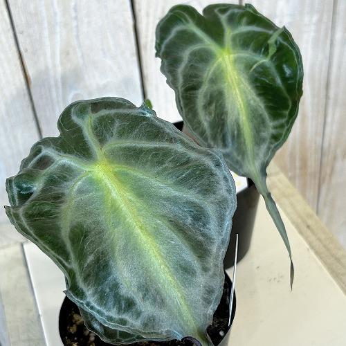 注目　アロカシア ヴェノム 株小さめ 3号鉢(個体おまかせ1鉢)　観葉植物 インテリアグリーン 室内園芸 おしゃれ 希少種 レア 珍しい | 