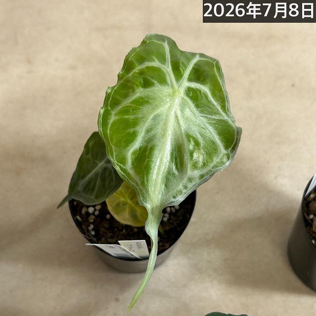 注目　アロカシア ヴェノム 株小さめ 3号鉢(個体おまかせ1鉢)　観葉植物 インテリアグリーン 室内園芸 おしゃれ 希少種 レア 珍しい |  | 10