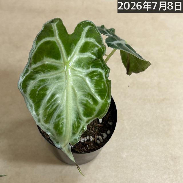 注目　アロカシア ヴェノム 株小さめ 3号鉢(個体おまかせ1鉢)　観葉植物 インテリアグリーン 室内園芸 おしゃれ 希少種 レア 珍しい |  | 11