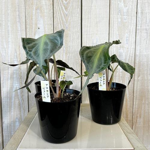 注目　アロカシア ヴェノム 株小さめ 3号鉢(個体おまかせ1鉢)　観葉植物 インテリアグリーン 室内園芸 おしゃれ 希少種 レア 珍しい |  | 01