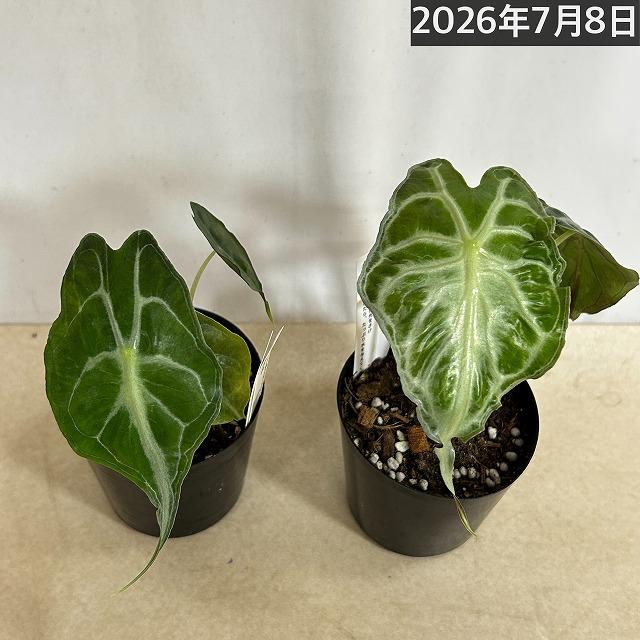 注目　アロカシア ヴェノム 株小さめ 3号鉢(個体おまかせ1鉢)　観葉植物 インテリアグリーン 室内園芸 おしゃれ 希少種 レア 珍しい |  | 03