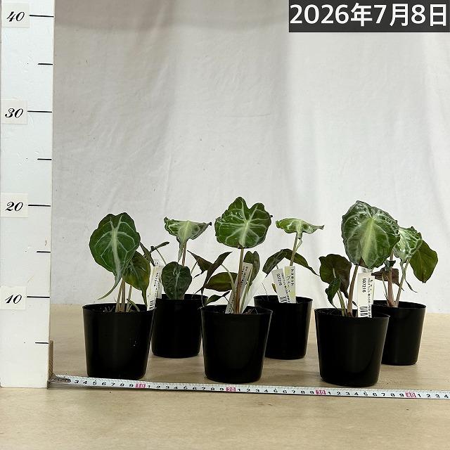注目　アロカシア ヴェノム 株小さめ 3号鉢(個体おまかせ1鉢)　観葉植物 インテリアグリーン 室内園芸 おしゃれ 希少種 レア 珍しい |  | 04