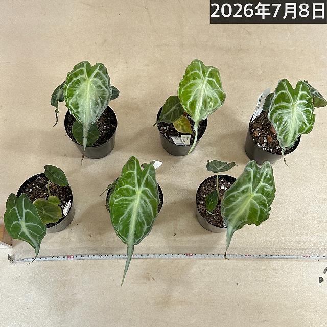 注目　アロカシア ヴェノム 株小さめ 3号鉢(個体おまかせ1鉢)　観葉植物 インテリアグリーン 室内園芸 おしゃれ 希少種 レア 珍しい |  | 05