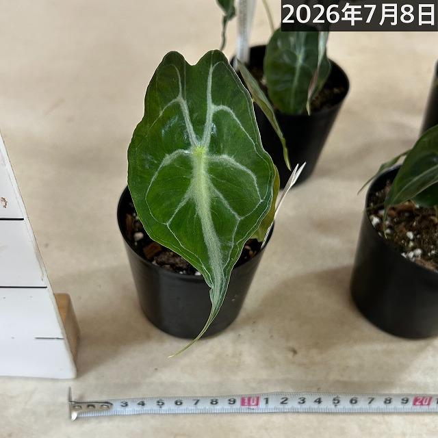注目　アロカシア ヴェノム 株小さめ 3号鉢(個体おまかせ1鉢)　観葉植物 インテリアグリーン 室内園芸 おしゃれ 希少種 レア 珍しい |  | 06