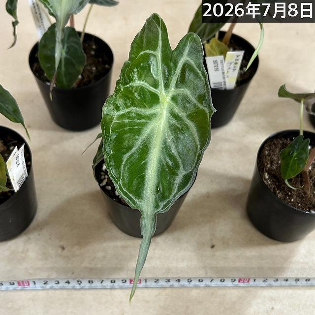 注目　アロカシア ヴェノム 株小さめ 3号鉢(個体おまかせ1鉢)　観葉植物 インテリアグリーン 室内園芸 おしゃれ 希少種 レア 珍しい |  | 07