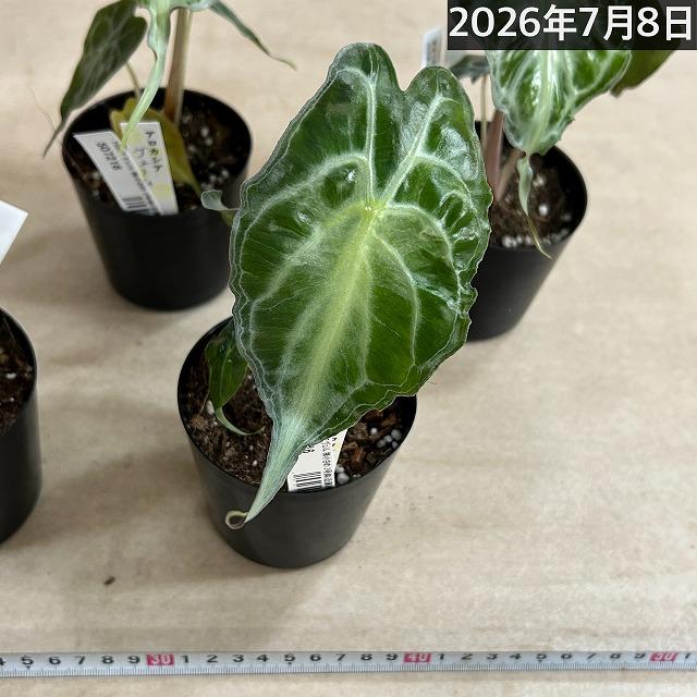 注目　アロカシア ヴェノム 株小さめ 3号鉢(個体おまかせ1鉢)　観葉植物 インテリアグリーン 室内園芸 おしゃれ 希少種 レア 珍しい |  | 08