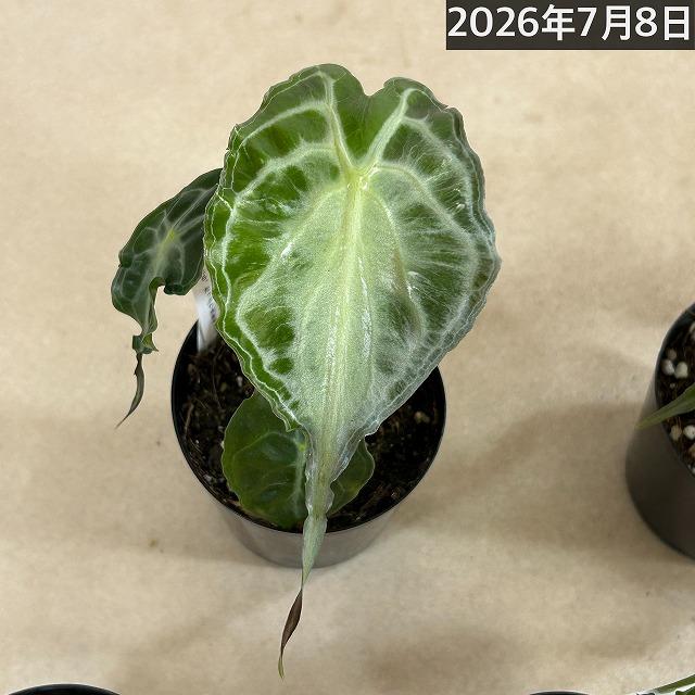 注目　アロカシア ヴェノム 株小さめ 3号鉢(個体おまかせ1鉢)　観葉植物 インテリアグリーン 室内園芸 おしゃれ 希少種 レア 珍しい |  | 09