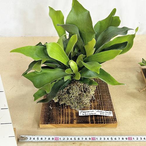 観葉植物 コウモリラン ネザーランド 壁掛け※水苔剥がれあり(個体