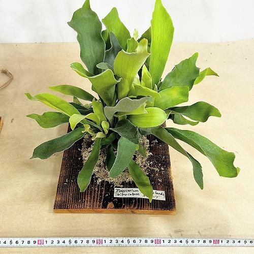 観葉植物 コウモリラン ネザーランド 壁掛け※水苔剥がれあり(個体