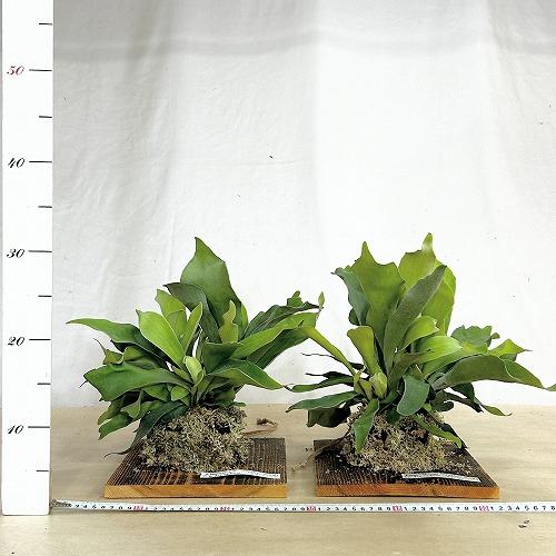 観葉植物 コウモリラン ネザーランド 壁掛け※水苔剥がれあり(個体