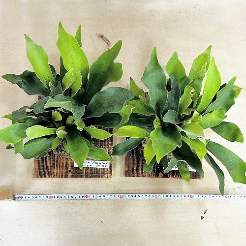 観葉植物 コウモリラン ネザーランド 壁掛け※水苔剥がれあり(個体