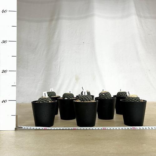 サボテン　コピアポア フミリス テヌイシマ 3.5号鉢(個体おまかせ1鉢)　インテリアグリーン 室内園芸 おしゃれ 可愛い かわいい |  | 03