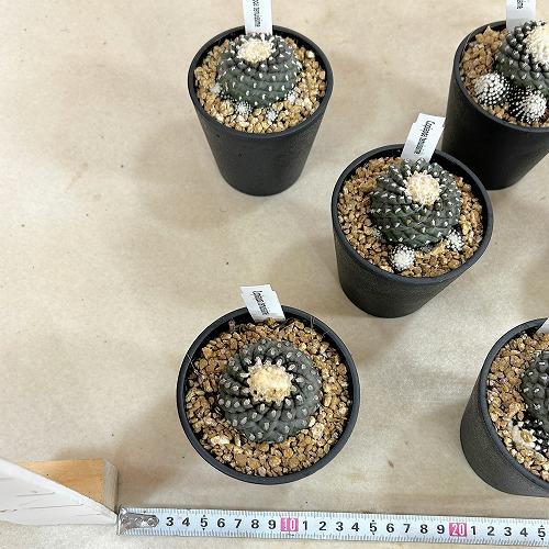 サボテン　コピアポア フミリス テヌイシマ 3.5号鉢(個体おまかせ1鉢)　インテリアグリーン 室内園芸 おしゃれ 可愛い かわいい |  | 05