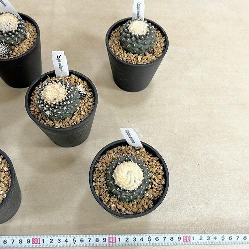サボテン　コピアポア フミリス テヌイシマ 3.5号鉢(個体おまかせ1鉢)　インテリアグリーン 室内園芸 おしゃれ 可愛い かわいい |  | 07