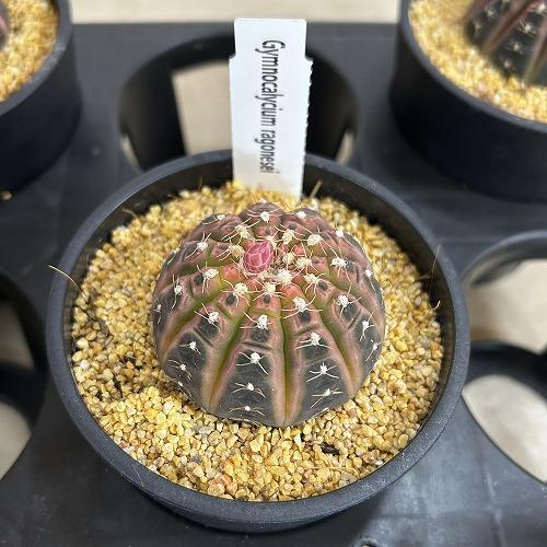 サボテン　ギムノカリキウム ラゴネシー 3.5号鉢(個体おまかせ1鉢)　インテリアグリーン 室内園芸 おしゃれ 可愛い かわいい |  | 10