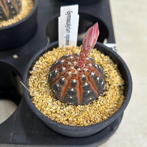 サボテン　ギムノカリキウム ラゴネシー 3.5号鉢(個体おまかせ1鉢)　インテリアグリーン 室内園芸 おしゃれ 可愛い かわいい |  | 13