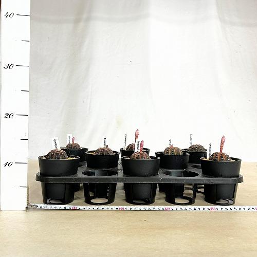 サボテン　ギムノカリキウム ラゴネシー 3.5号鉢(個体おまかせ1鉢)　インテリアグリーン 室内園芸 おしゃれ 可愛い かわいい |  | 04