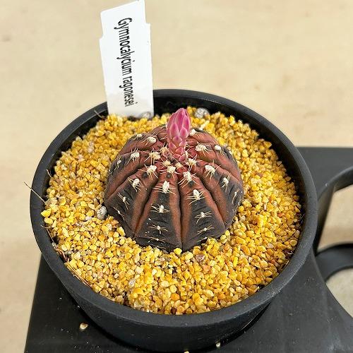 サボテン　ギムノカリキウム ラゴネシー 3.5号鉢(個体おまかせ1鉢)　インテリアグリーン 室内園芸 おしゃれ 可愛い かわいい |  | 06