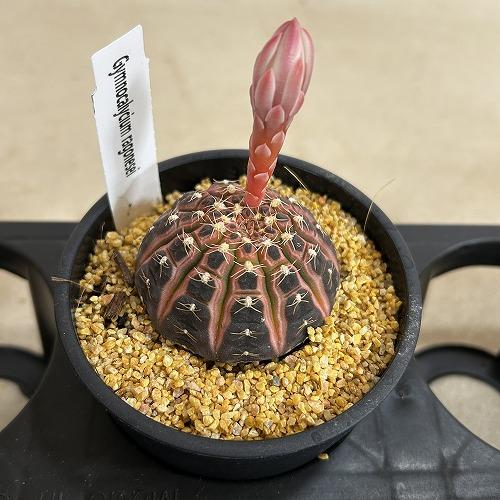 サボテン　ギムノカリキウム ラゴネシー 3.5号鉢(個体おまかせ1鉢)　インテリアグリーン 室内園芸 おしゃれ 可愛い かわいい |  | 07