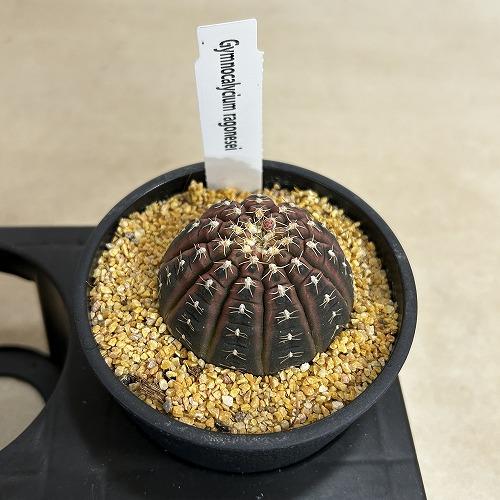 サボテン　ギムノカリキウム ラゴネシー 3.5号鉢(個体おまかせ1鉢)　インテリアグリーン 室内園芸 おしゃれ 可愛い かわいい |  | 08