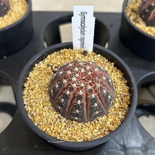 サボテン　ギムノカリキウム ラゴネシー 3.5号鉢(個体おまかせ1鉢)　インテリアグリーン 室内園芸 おしゃれ 可愛い かわいい |  | 09