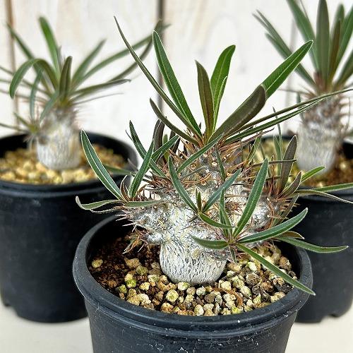 塊根植物 パキポディウム ロスラツム グラキリス 2.5号鉢(個体おまかせ