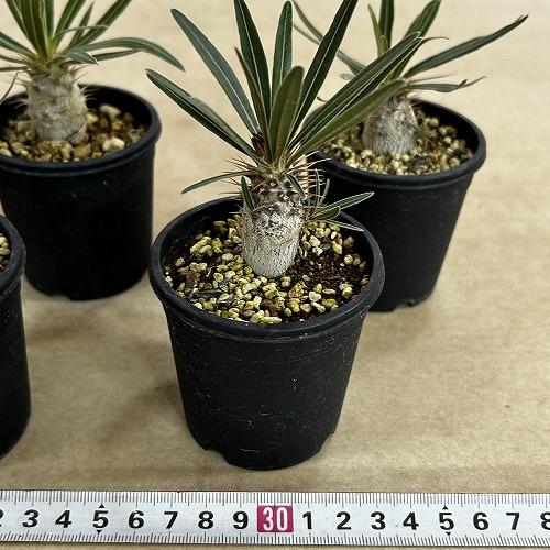 グラキリス 発根済 良株 トトロ 可愛い オシャレ インテリア 塊根植物 塊根植物 パキポディウム ロスラツム グラキリス 2.5号鉢(個体おまかせ