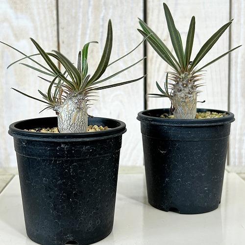 パキポディウムグラキリス　大型 塊根植物 黒鉢付き 塊根植物 パキポディウム ロスラツム グラキリス 2.5号鉢(個体おまかせ