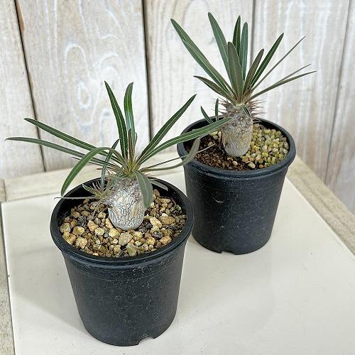 塊根植物 パキポディウム ロスラツム グラキリス 2.5号鉢(個体おまかせ