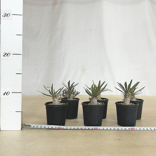 塊根植物 パキポディウム ロスラツム グラキリス 2.5号鉢(個体おまかせ