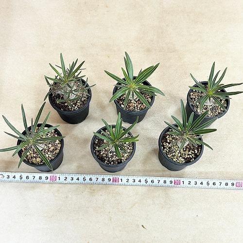 塊根植物 パキポディウム ロスラツム グラキリス 2.5号鉢(個体おまかせ