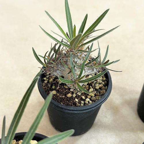 塊根植物 パキポディウム ロスラツム グラキリス 2.5号鉢(個体おまかせ