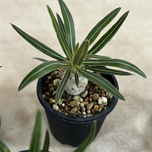 塊根植物 パキポディウム ロスラツム グラキリス 2.5号鉢(個体おまかせ