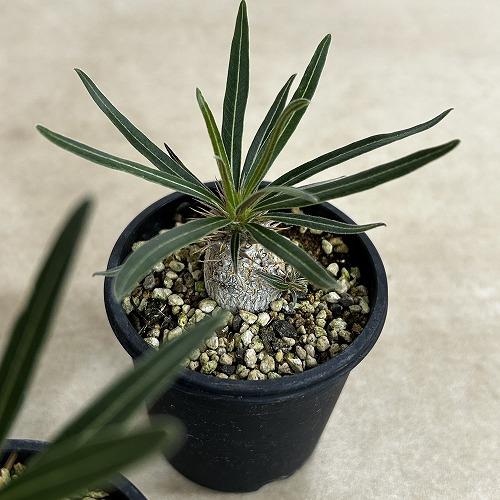 塊根植物 パキポディウム ロスラツム グラキリス 2.5号鉢(個体おまかせ