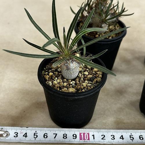 塊根植物 パキポディウム ロスラツム グラキリス 2.5号鉢(個体おまかせ