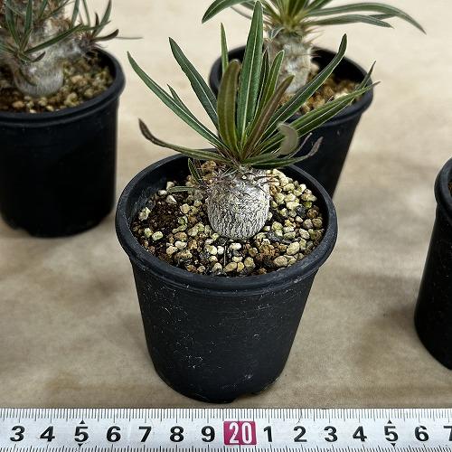 塊根植物 パキポディウム ロスラツム グラキリス 2.5号鉢(個体おまかせ
