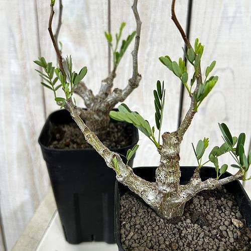 塊根植物 センナ メリディオナリス 3号角鉢(個体おまかせ1鉢