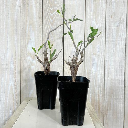 塊根植物 センナ メリディオナリス 3号角鉢(個体おまかせ1鉢