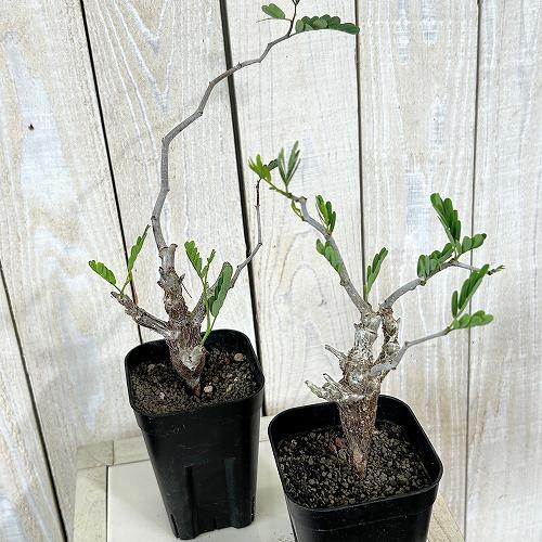 塊根植物 センナ メリディオナリス 3号角鉢(個体おまかせ1鉢