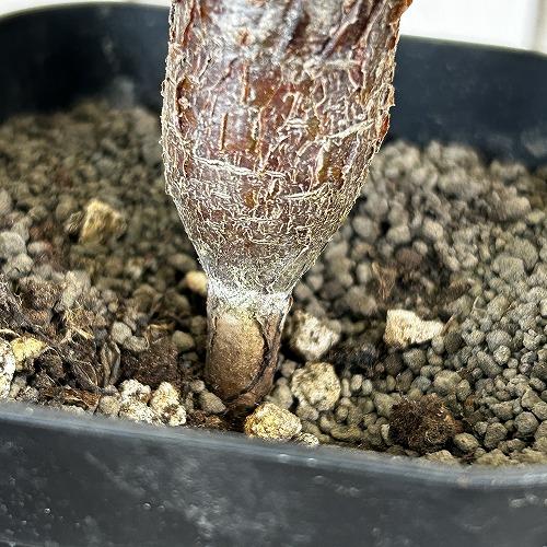 塊根植物 センナ メリディオナリス 3号角鉢(個体おまかせ1鉢