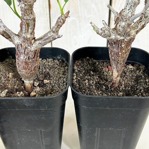 盆栽風 発根済 センナ・メリディオナリス 塊根植物 インテリア オシャレ センナ 塊根植物 センナ メリディオナリス 3号角鉢(個体おまかせ1鉢